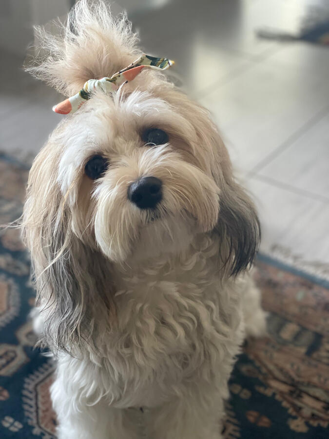 Chief Barking Officer: Frida Kahlo